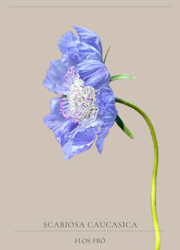 Höstvädd - Perfection Blue EKO