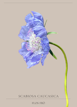 Höstvädd - Perfection Blue EKO