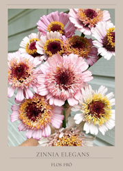 Zinnia - Zinderella Lilac