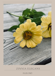 Zinnia - Isabellina