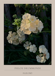 Phlox - Isabellina