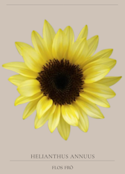 Solros - F1 "Sunrich Limoncello Summer"