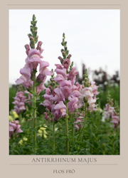Lejongap - Opus III Lavender
