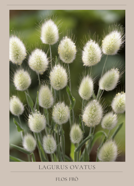 Harsvans - Bunny Tails