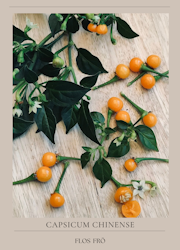 Chili - Aji Charapita