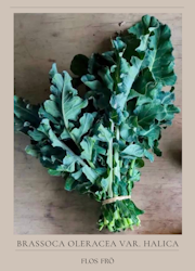 Bladbroccoli - Fiolaro EKO