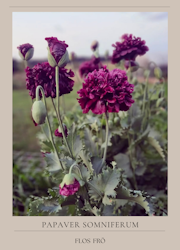Pionvallmo - Black Peony