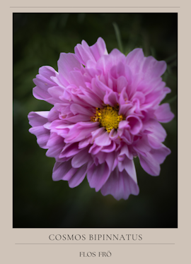 Rosenskära -Double Click Rose Bonbon