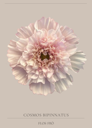 Rosenskära - Double Click Bicolour Pink