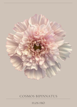 Rosenskära - Double Click Bicolour Pink