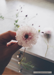 Rosenskära - Double Click Bicolour Pink