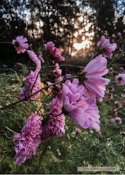 Rosenskära -Double Click Rose Bonbon