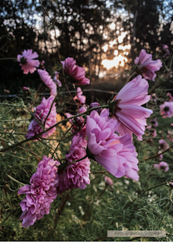 Rosenskära -Double Click Rose Bonbon