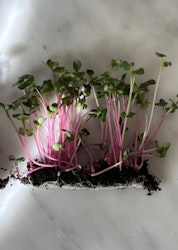 Microgrönt - Rädisa Rosa EKO