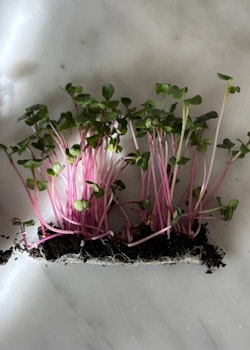 Microgrönt -Rädisa Rosa EKO