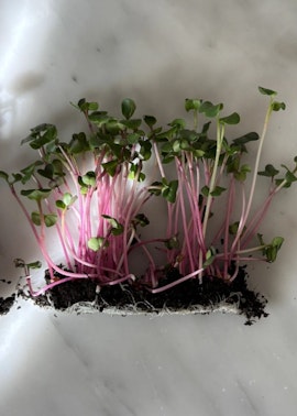 Microgrönt - Rädisa Rosa EKO