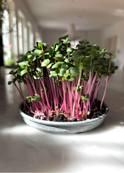 Microgrönt -Rädisa Rosa EKO
