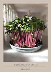 Microgrönt - Rädisa Rosa EKO