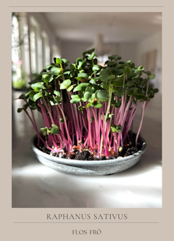 Microgrönt - Rädisa Rosa EKO