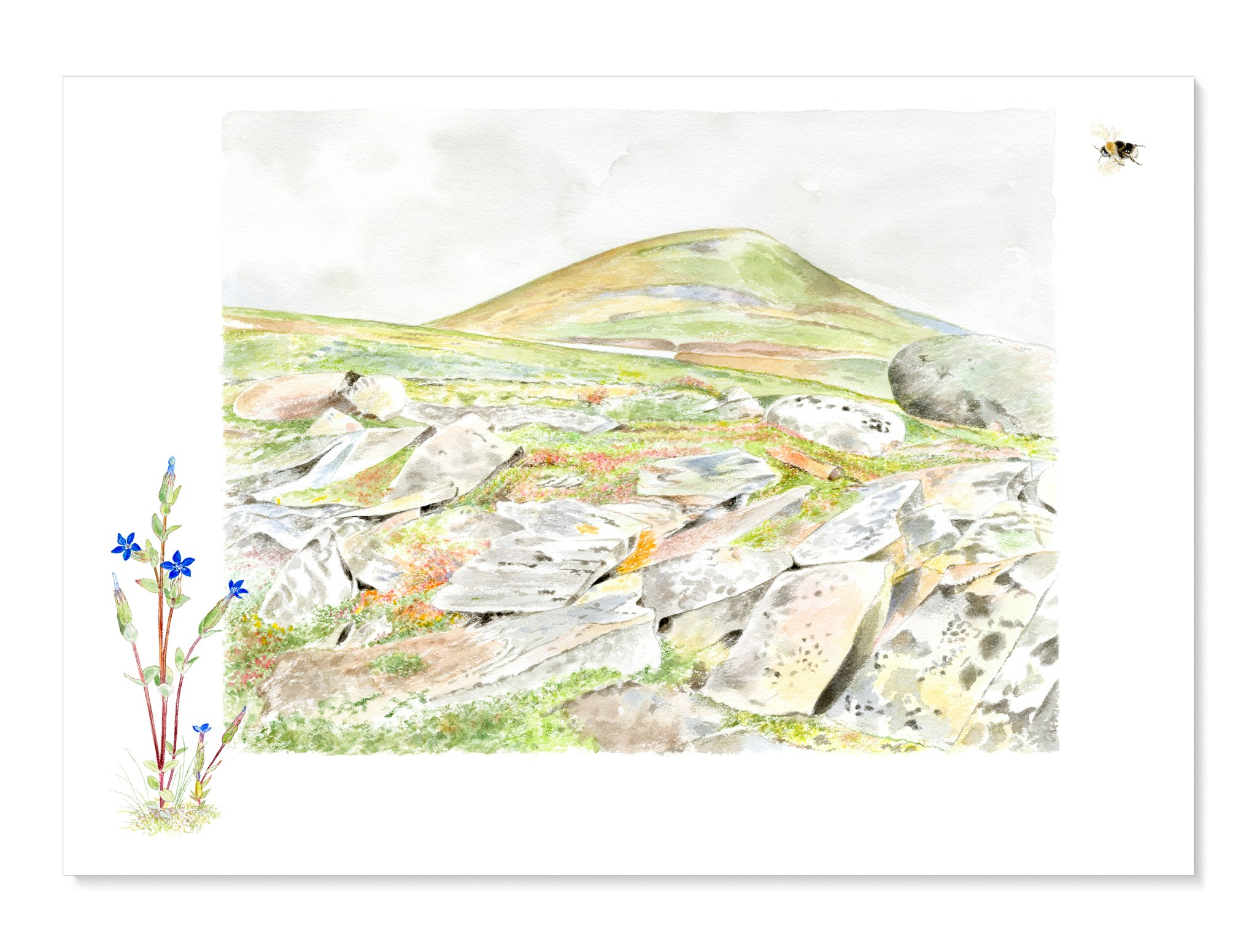 Fjällgentiana, Härjedalen