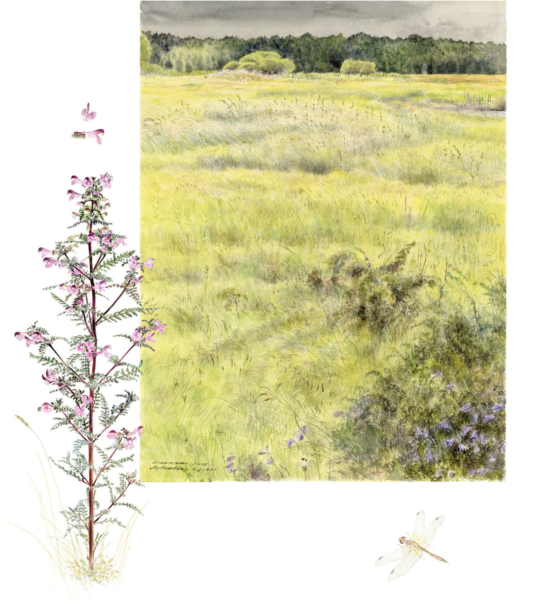 Kärrspira, Öland
