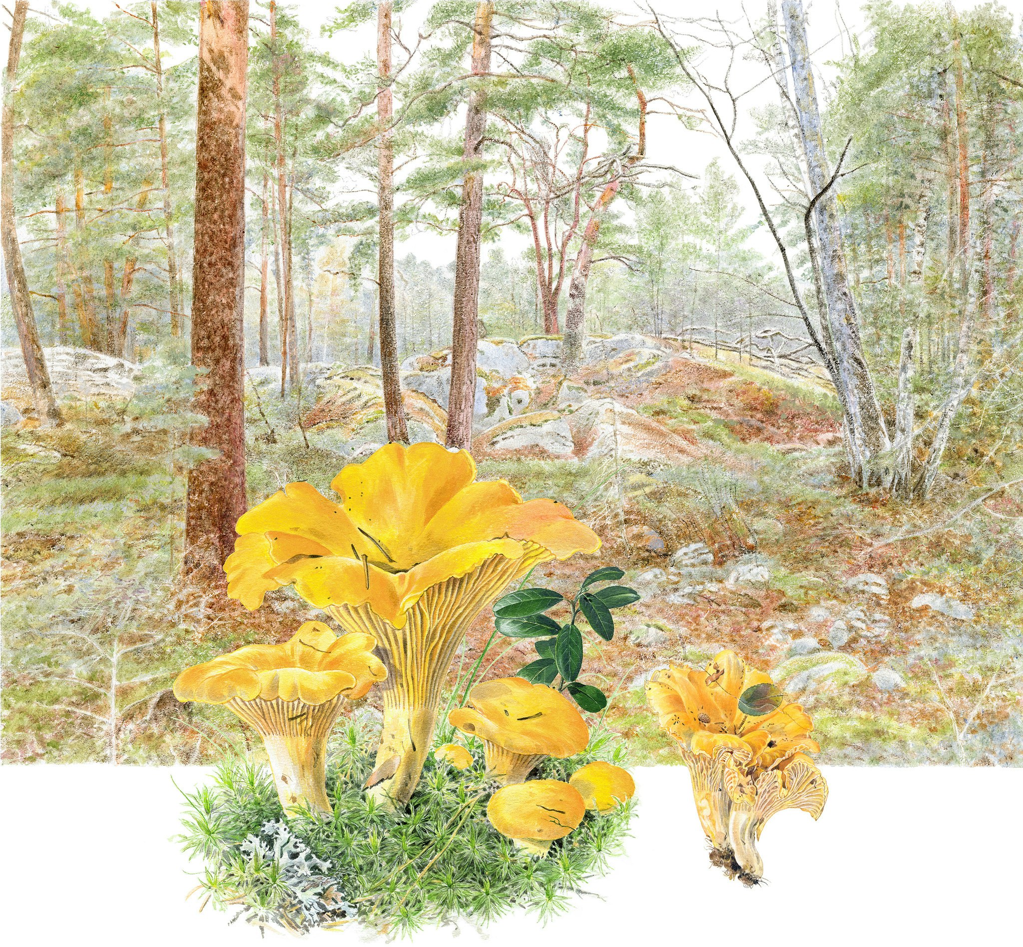 Kantareller, Bergaskogen Upplands Väsby