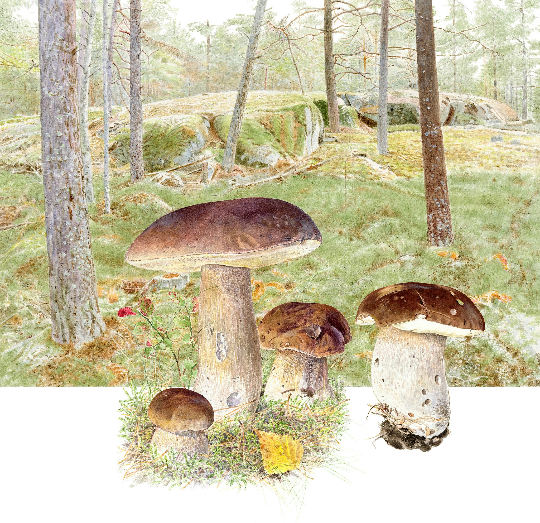 Karljohan, Bergaskogen Upplands Väsbvy
