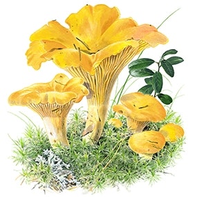 Mossart Design