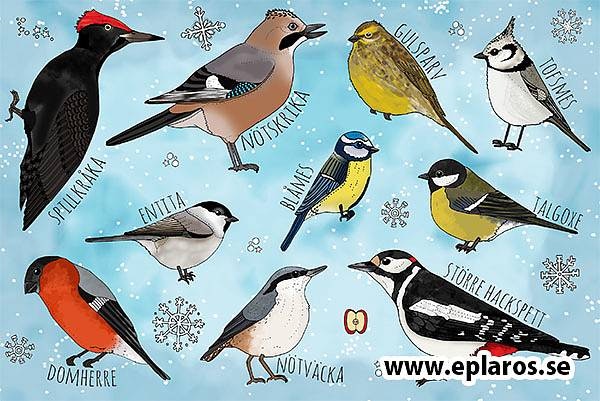 Postcards Winter Birds