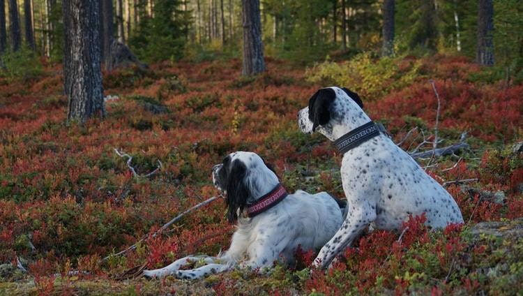 För den aktiva hundälskaren