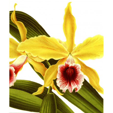Dubbelkort Gul orkidé