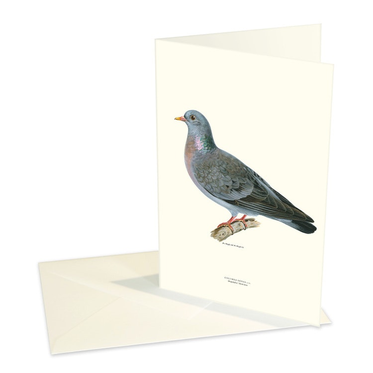 Forest pigeon