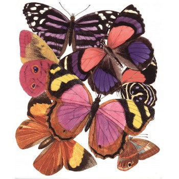 Dubbelkort Fjärilar
