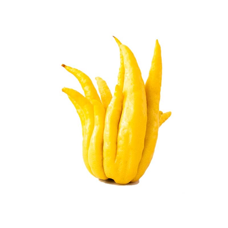 Buddhas hand EKO