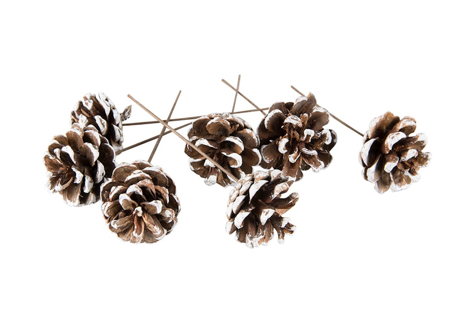Tallkotte - vit/natur