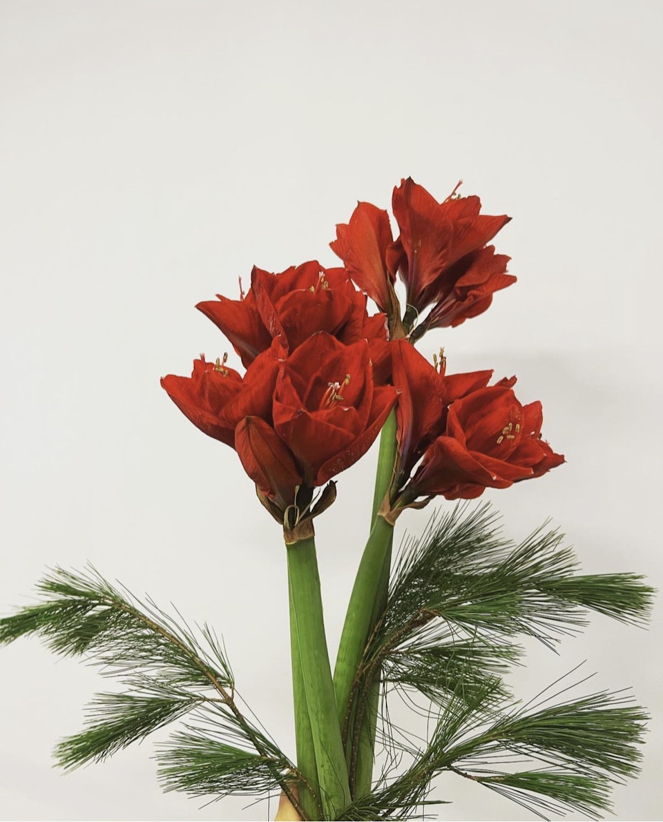 Bukett: Amaryllis med grönt