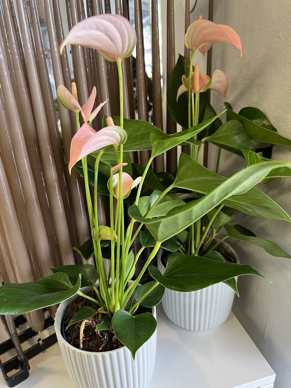 Ljusrosa/aprikos anthurium (flamingo)