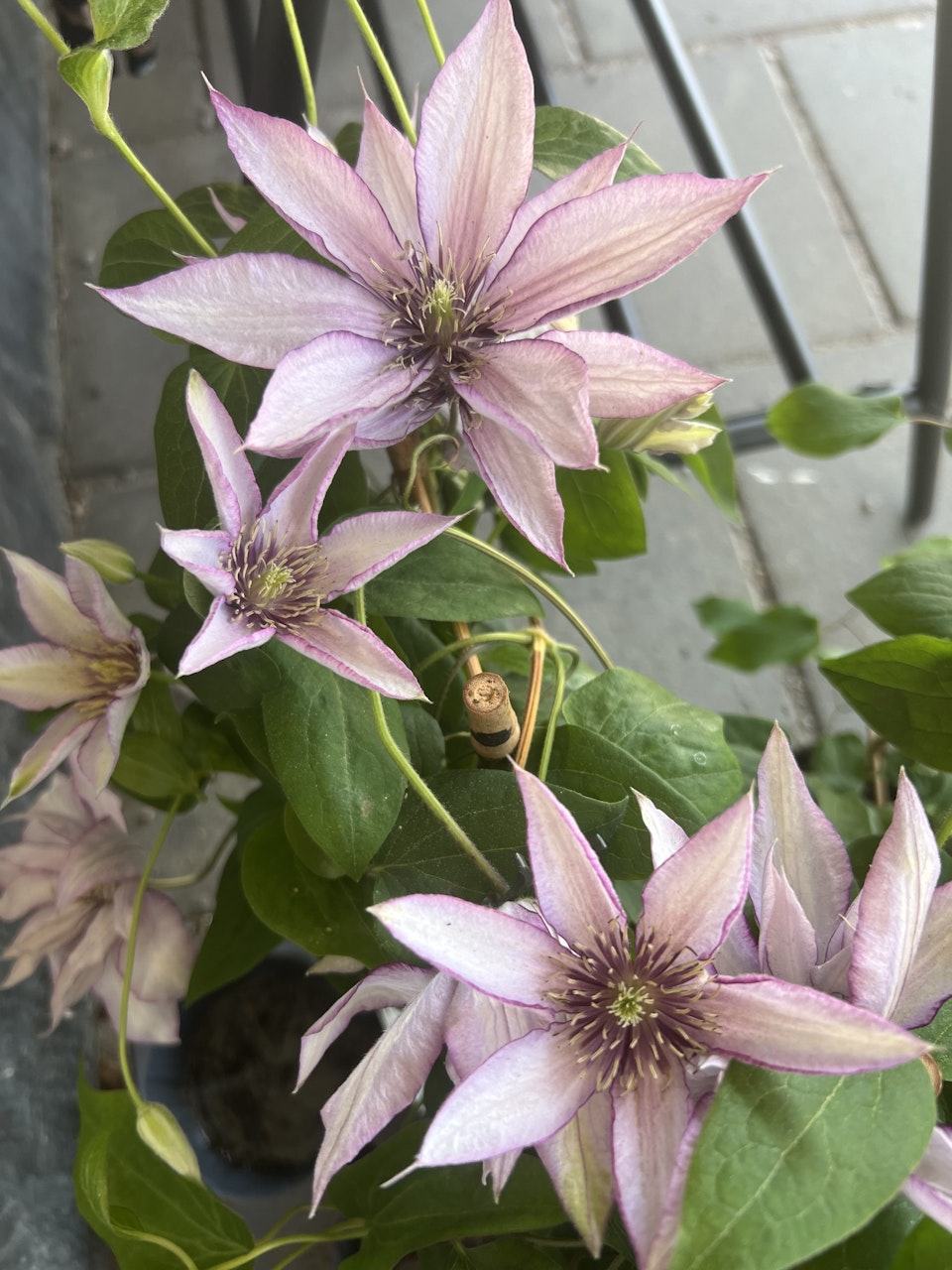 KLEMATIS