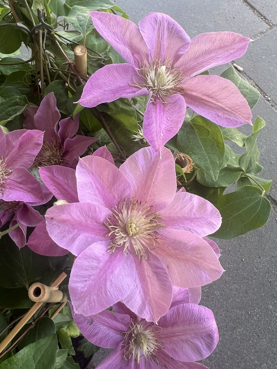 KLEMATIS