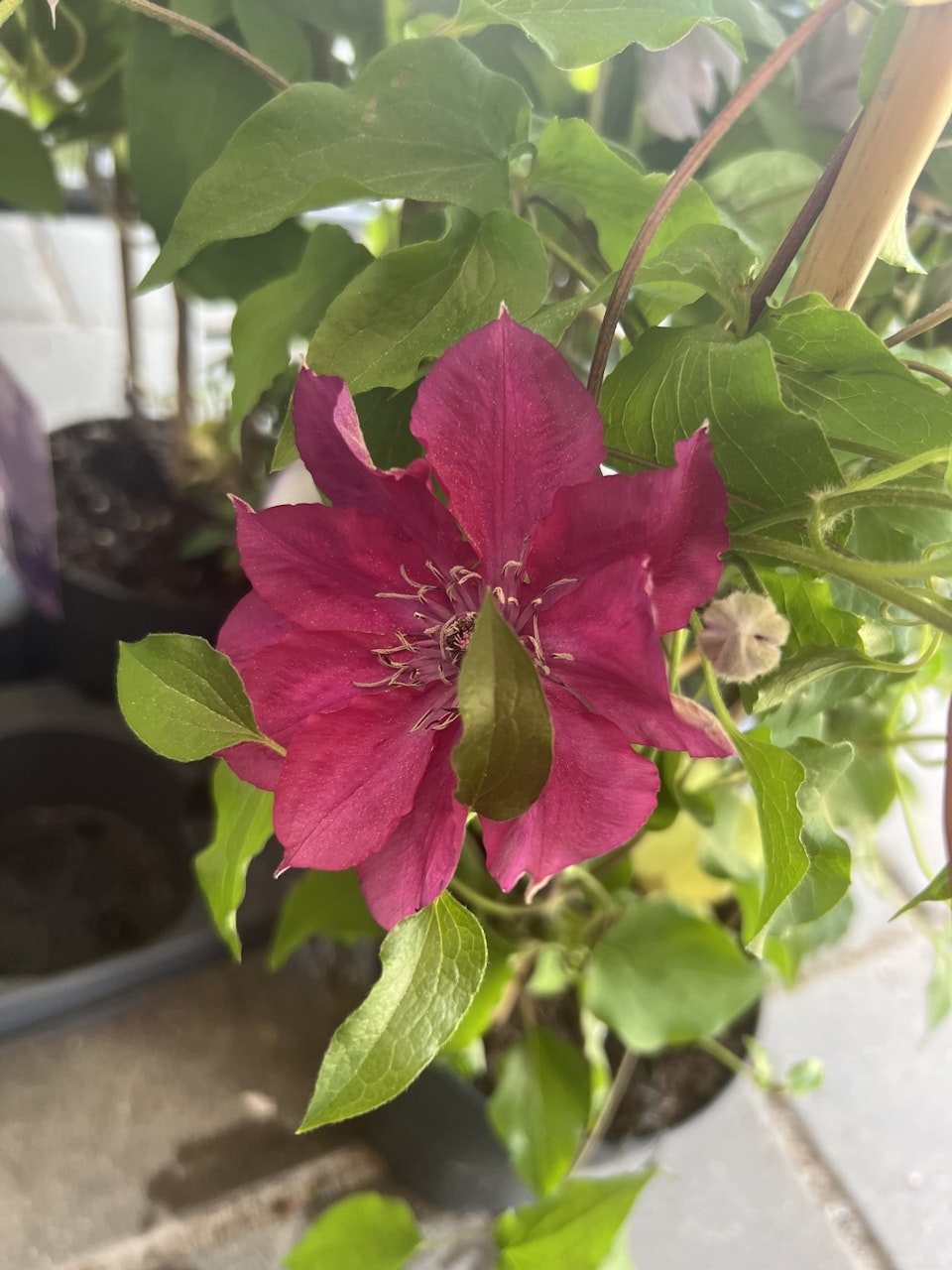 KLEMATIS