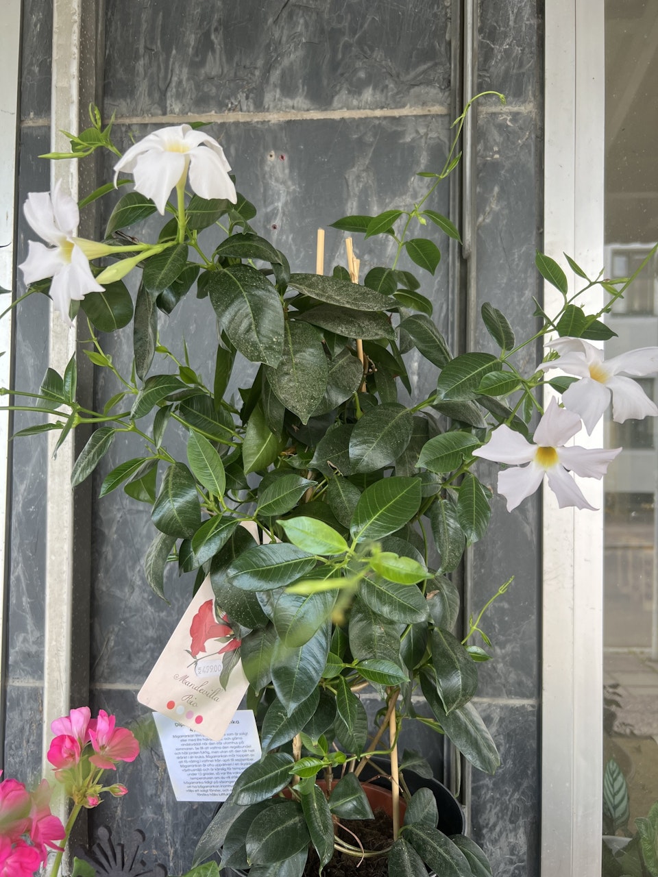 Dipladenia/bägarranka