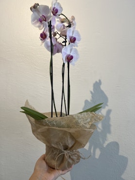 Orkide med silkespapper