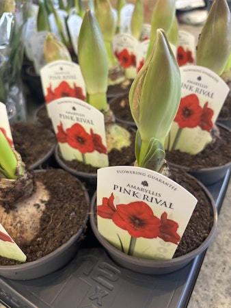 Amaryllis på lök