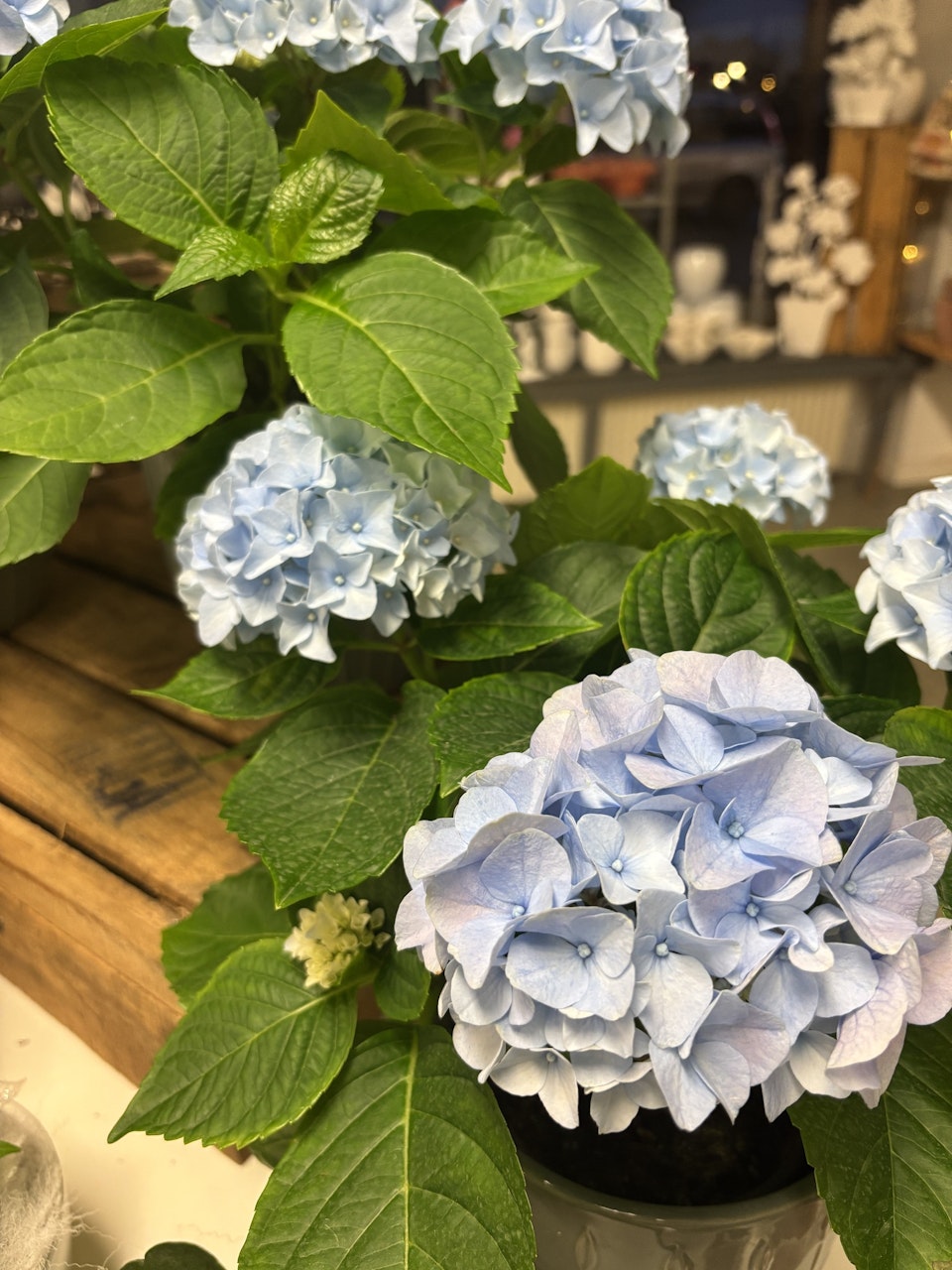 Hortensia på kruka