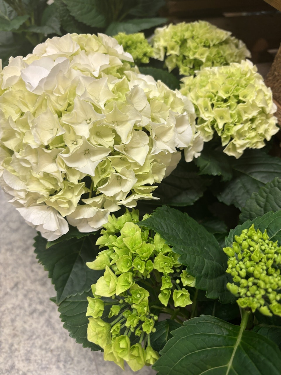 Hortensia på kruka