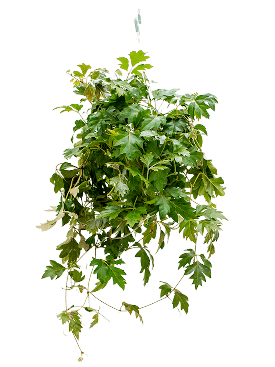 Cissus Rhombifolia 'ellen Danica'