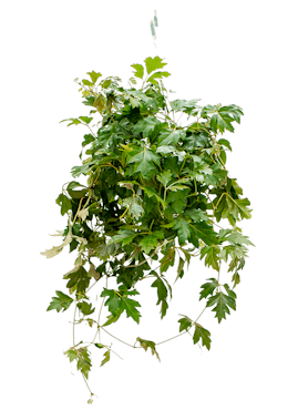 Cissus Rhombifolia 'ellen Danica'