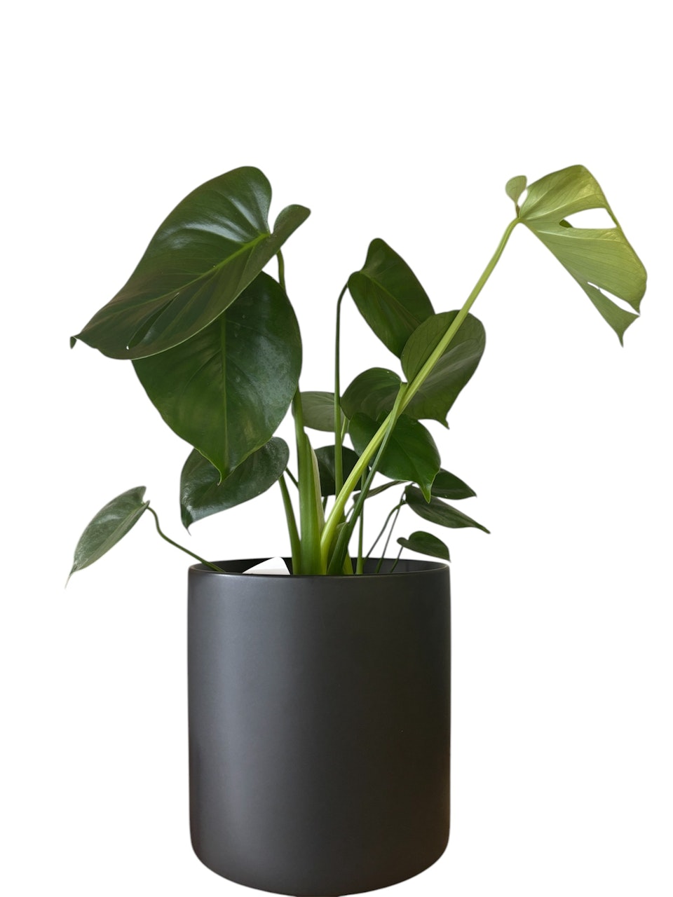 Monstera