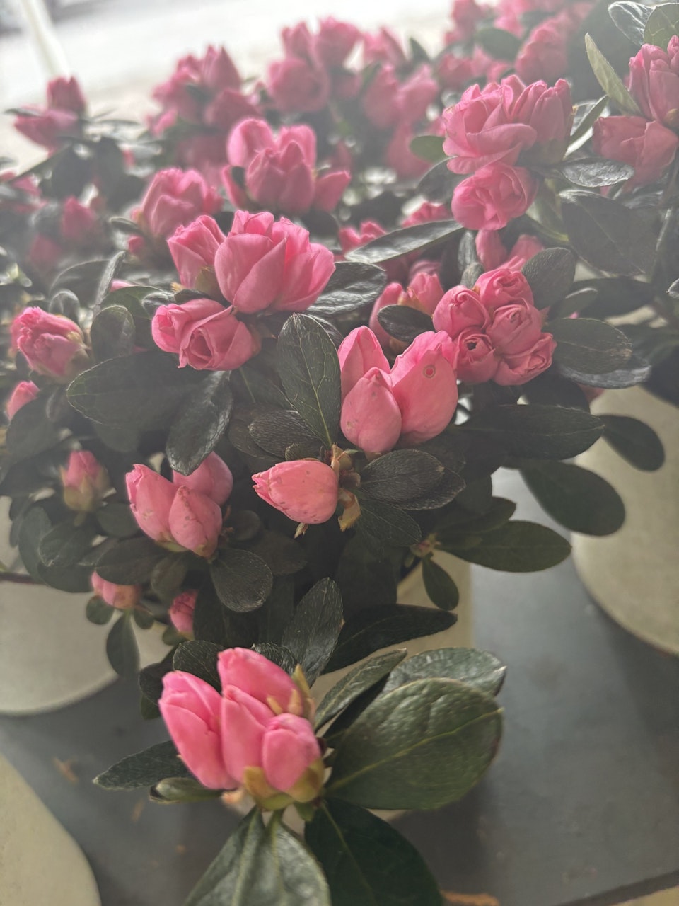 Azalea