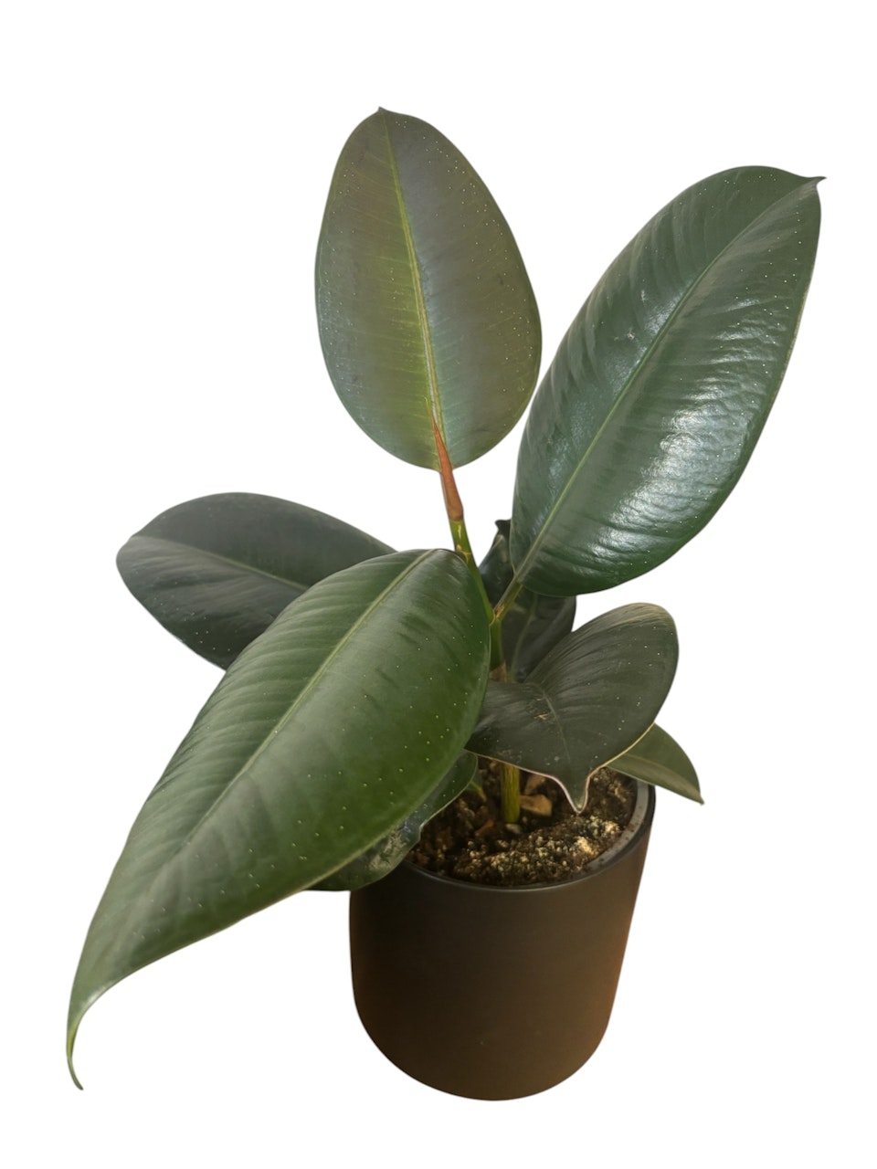 Ficus Rubusta